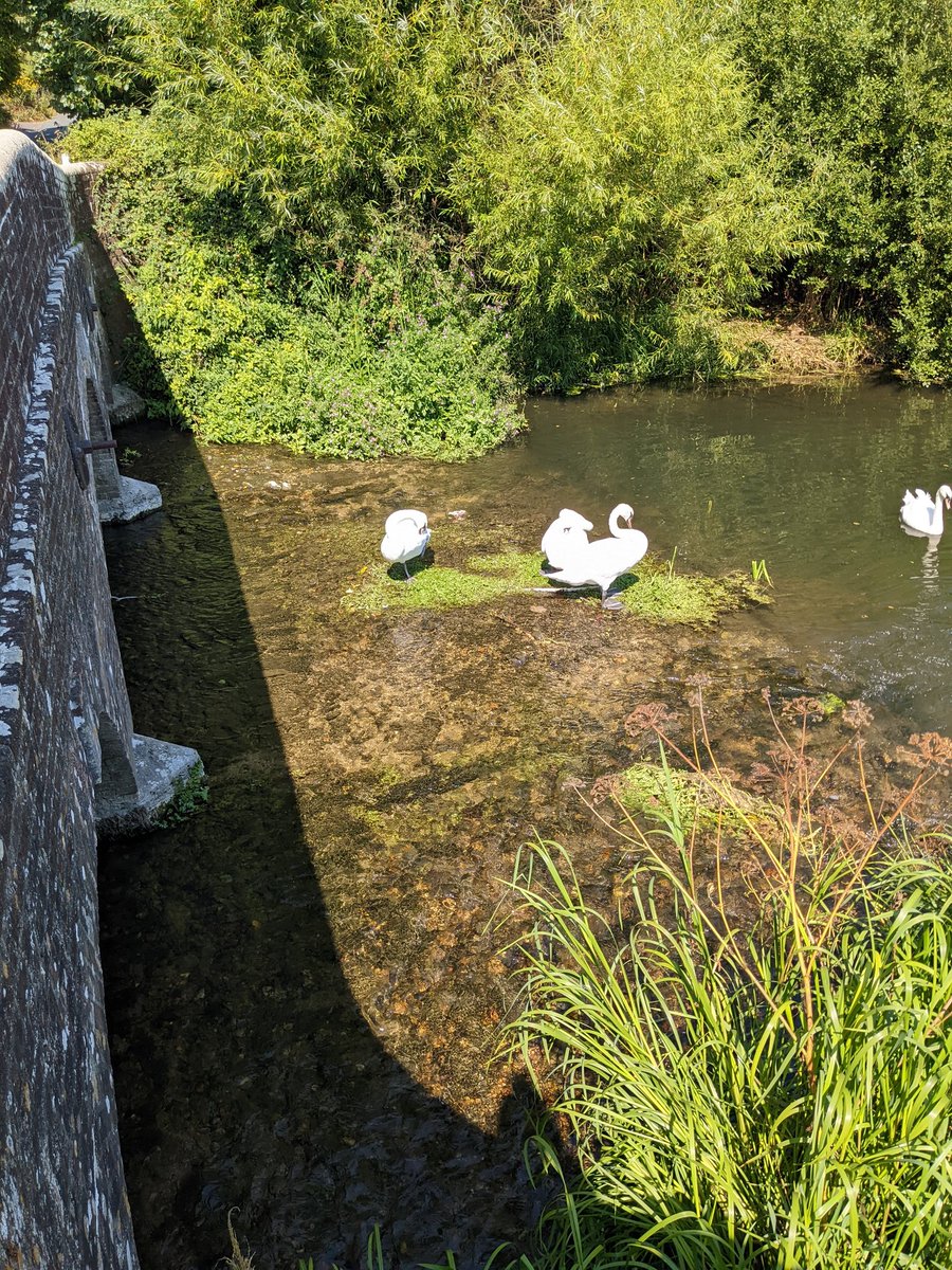 On a day when "drought conditions" have been declared across most of the country, we have been installing water-quality sensors in the R.Frome, Dorset (and sewage works). We desperately need some rainfall though. River levels are so low