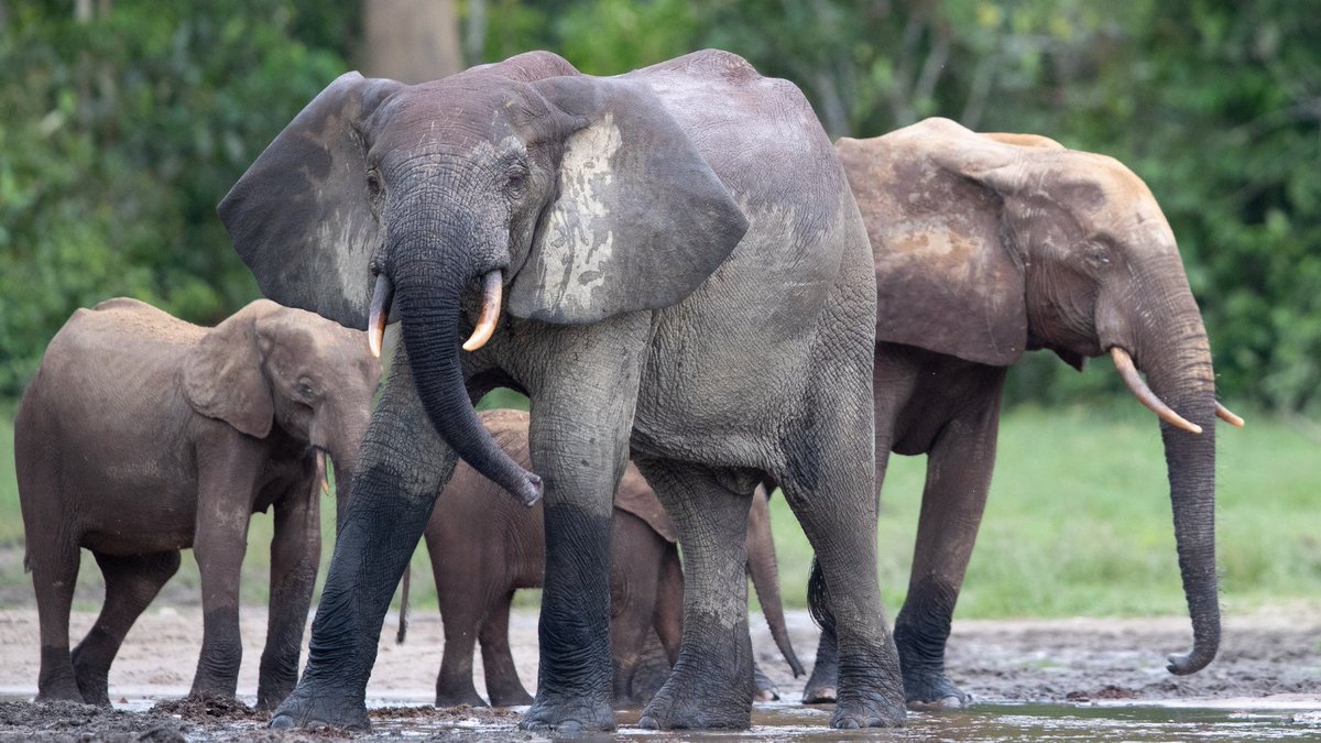 World Elephant Day | The Story Behind our Logo. Find out why elephants are so important to Chengeta as we celebrate World Elephant Day today. Photo credit: <a href="/jachapotgieter/">Jacha Potgieter</a> - mailchi.mp/f82cea47a384/w…