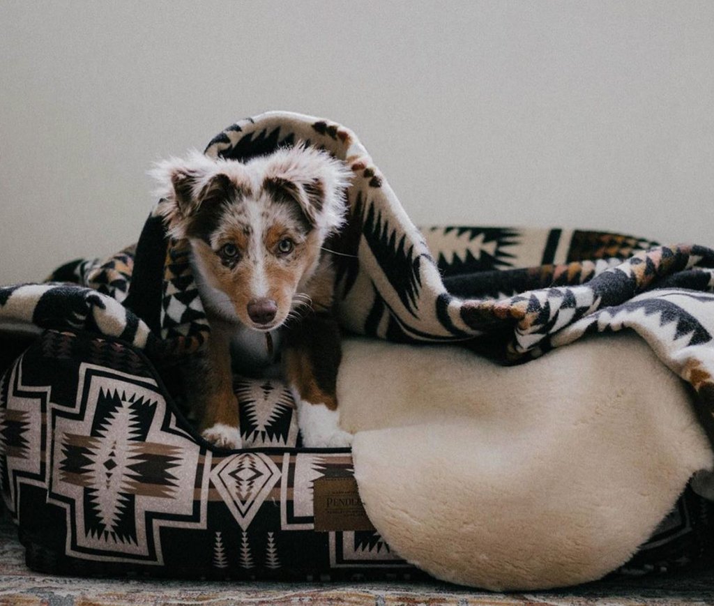 boulderbarks's tweet photo. Find the hidden puppy! 😜🥰💞
https://t.co/cbZZqlSQix
#dogs #doglife #doglover #puppylove #dogoftheday #dog #puppies #doggo #pets #doglovers #pup #ilovemydog #happydog #dogfashion #naptime #snooze #dogbeds #bouldercolorado #coloradodogs #boulderdogs #mountainhome #mountains https://t.co/hCF7wkA1AO