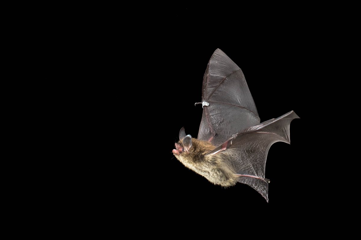 Toby Thorne tweet media