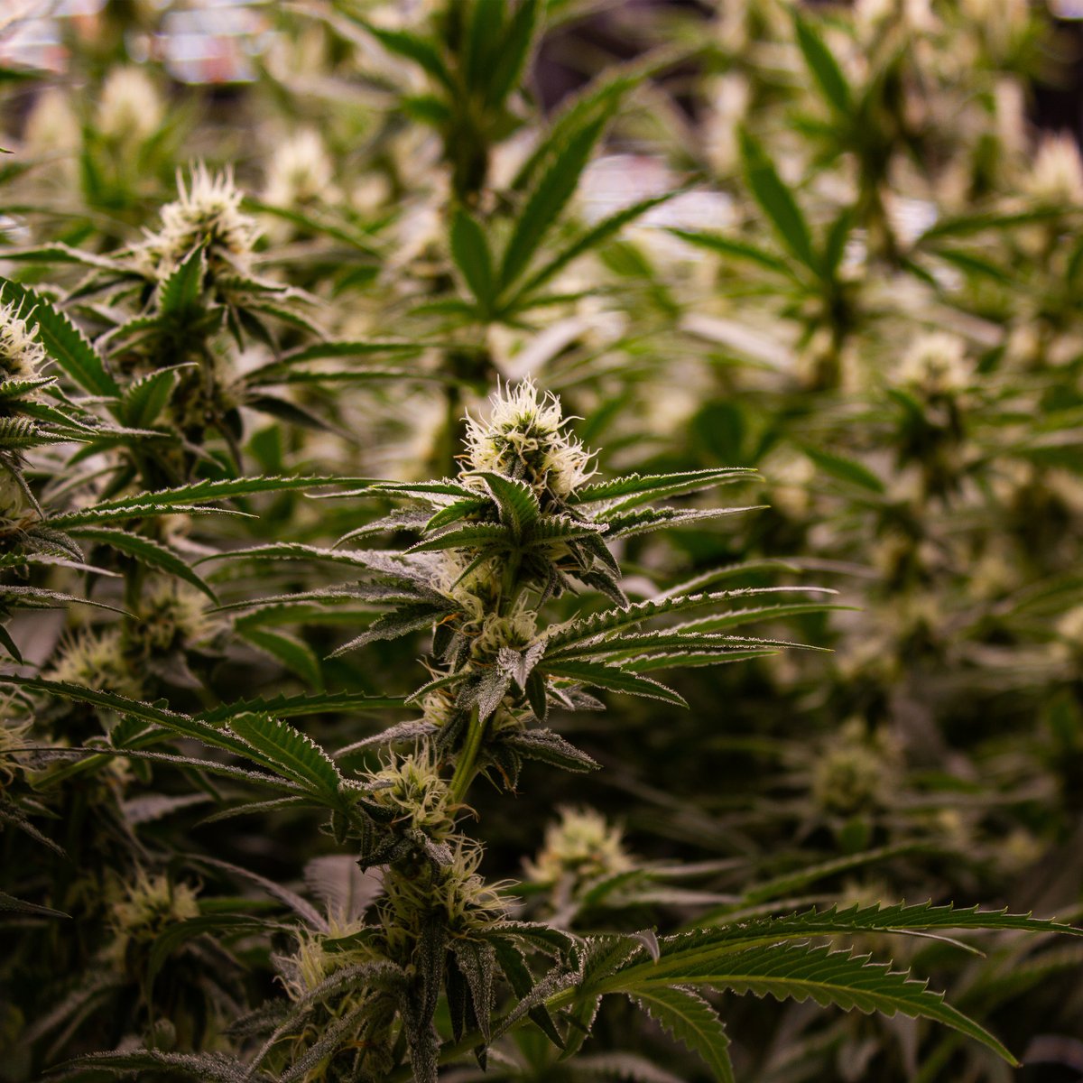 Check out this crop of Sherbert Glue!🍦 This flower is a 50-50 indica-sativa balanced cultivar and features a THC range of 20-26% with a powerful, full-bodied effect.

#Vertical #ElevateYourExperience #SherbertGlue