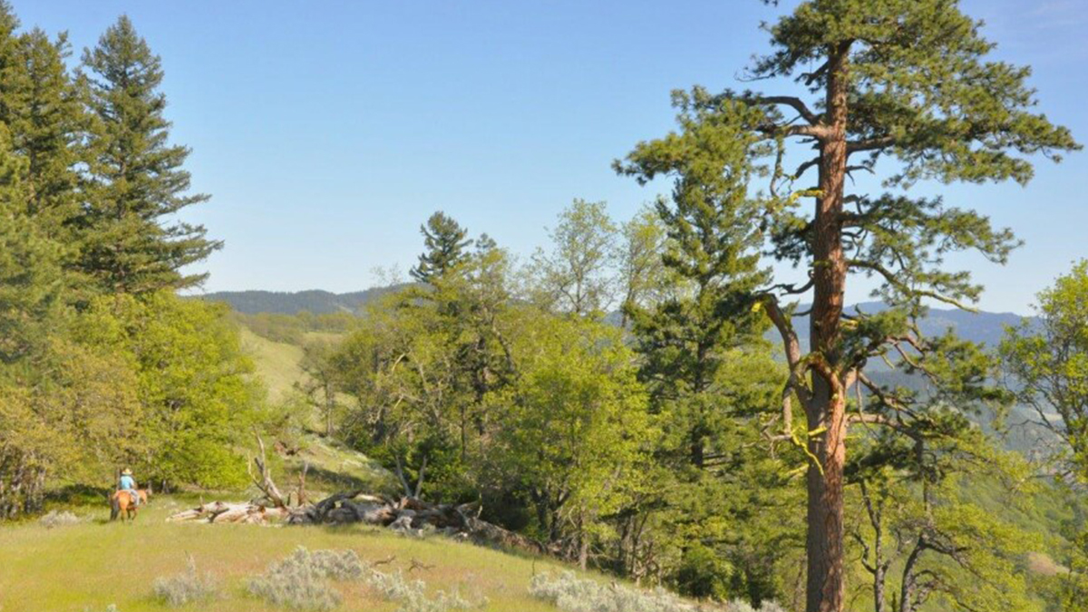 conservationall's tweet image. #FundedProjectFriday - Soda Mountain Wilderness Council - Funded in 2021 -  Protecting Cascade-Siskiyou: To secure 200 miles of Wild &amp;amp; Scenic River designations in Cascade-Siskiyou Ntnl. Monument, designate 15,000 acres of Wilderness and more... bit.ly/3zZyjPW