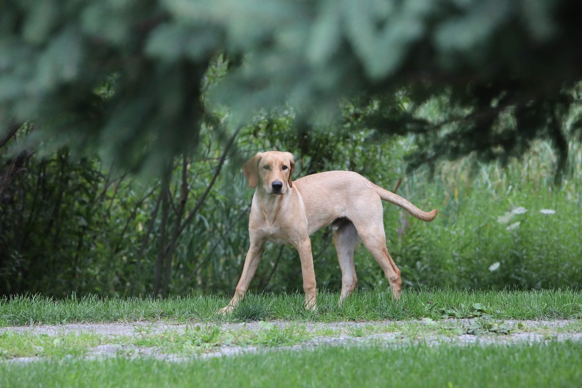 lovewithlabs's tweet photo. Looking for adventure 

#labradorretriever #labradorpuppy #labrador 
#puppylove #dog #puppy https://t.co/U7xl2xCUa5