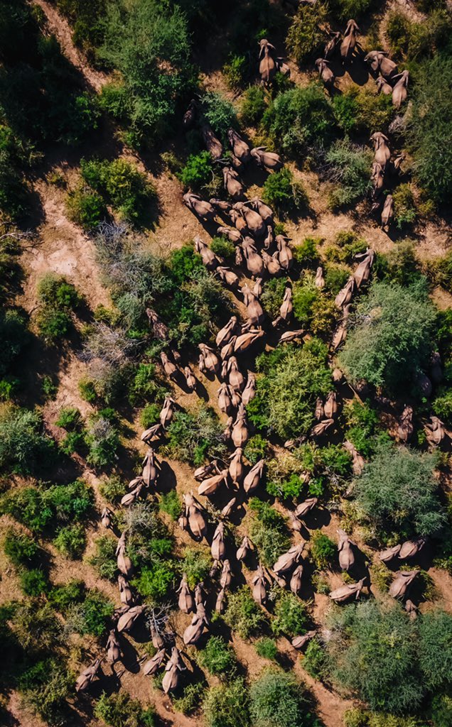 Happy #WorldElephantDay. 

Got this rare frame while at Rimoi National Reserve.