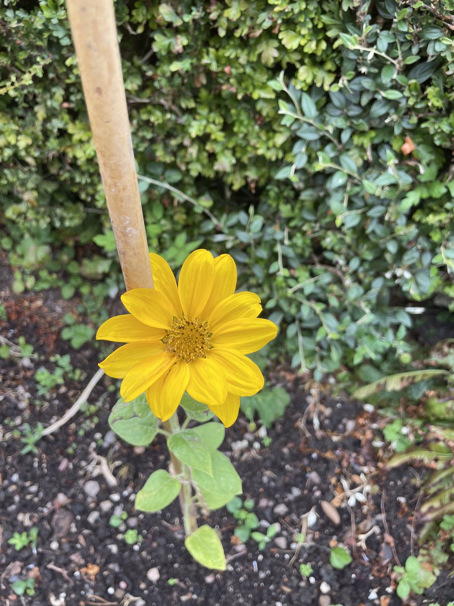 Annette (@nettles06) on Twitter photo 