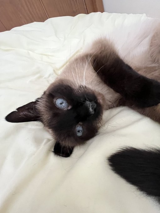 しんコロ しゃべるねこ しおちゃんさん の最近のツイート 1 Whotwi グラフィカルtwitter分析