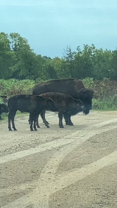 TheLANDonline's tweet photo. Busy bison this morning at #minneopastatepark. #minnesotastateparks #bison https://t.co/BBJS0A4wVz