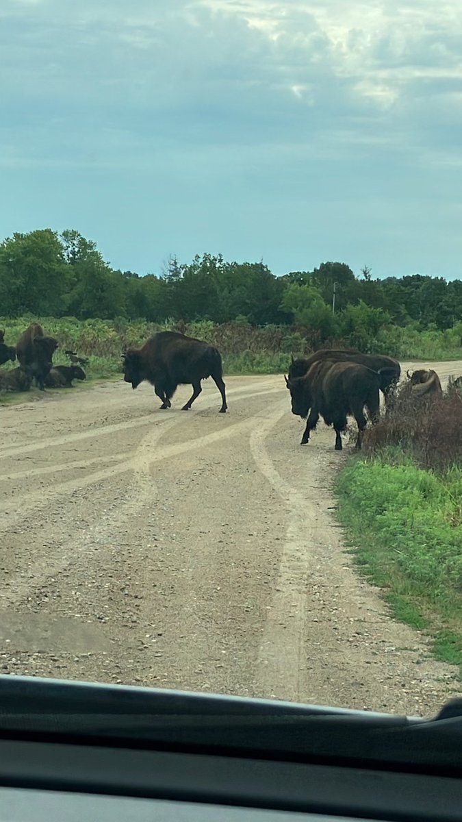 TheLANDonline's tweet photo. Busy bison this morning at #minneopastatepark. #minnesotastateparks #bison https://t.co/BBJS0A4wVz