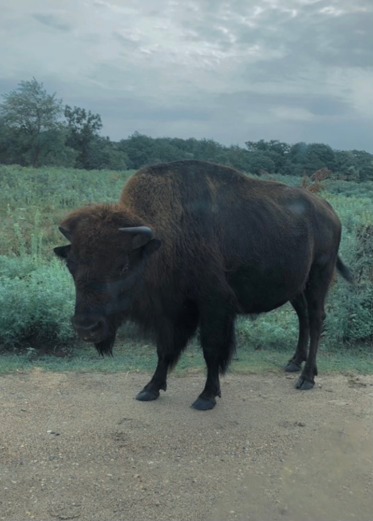 TheLANDonline's tweet photo. Busy bison this morning at #minneopastatepark. #minnesotastateparks #bison https://t.co/BBJS0A4wVz