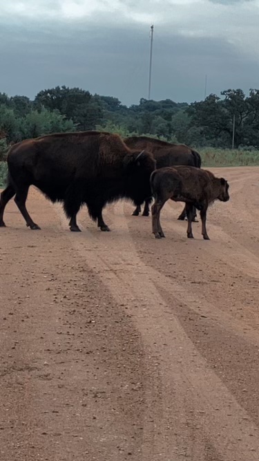 TheLANDonline's tweet photo. Busy bison this morning at #minneopastatepark. #minnesotastateparks #bison https://t.co/BBJS0A4wVz