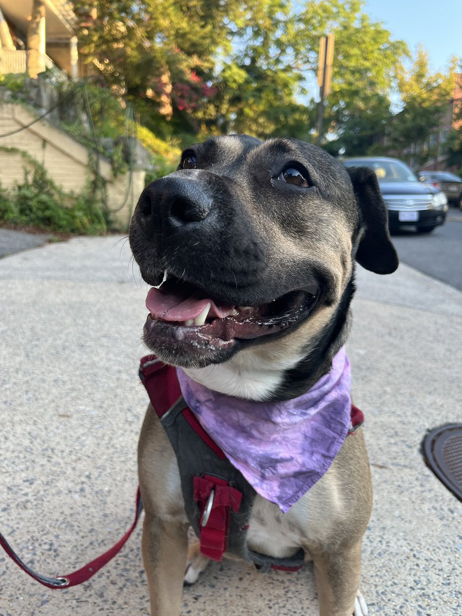 theliteralmood's tweet photo. My Etsy is live!!! I sell naturally dyed pet bandanas, people bandanas, and yarn!! https://t.co/DzqqwHNSbB https://t.co/MgGog2rceO