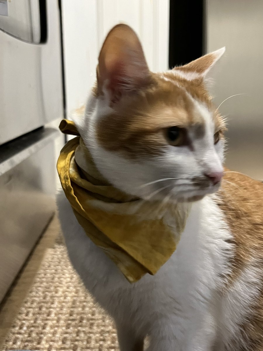 theliteralmood's tweet photo. My Etsy is live!!! I sell naturally dyed pet bandanas, people bandanas, and yarn!! https://t.co/DzqqwHNSbB https://t.co/MgGog2rceO