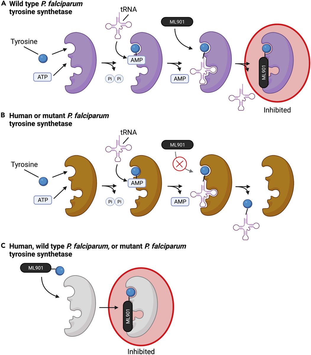 Cell Host & Microbe (@cellhostmicrobe) on Twitter photo Adenosine sulfamates: Next generation of #antimalarials. <a href="/odomjohnlab/">Audrey Odom John MD PhD</a> @SeshMDPhD highlight recent work of <a href="/LeannTilley/">Leann Tilley</a> <a href="/ScienceMagazine/">Science Magazine</a> uncovering a class of nucleoside analogs that selectively hijack & inhibit tyrosine tRNA synthase of #malaria parasite cell.com/cell-host-micr… Adenosine sulfamates: Next generation of #antimalarials. <a href="/odomjohnlab/">Audrey Odom John MD PhD</a> @SeshMDPhD highlight recent work of <a href="/LeannTilley/">Leann Tilley</a> <a href="/ScienceMagazine/">Science Magazine</a> uncovering a class of nucleoside analogs that selectively hijack & inhibit tyrosine tRNA synthase of #malaria parasite cell.com/cell-host-micr…