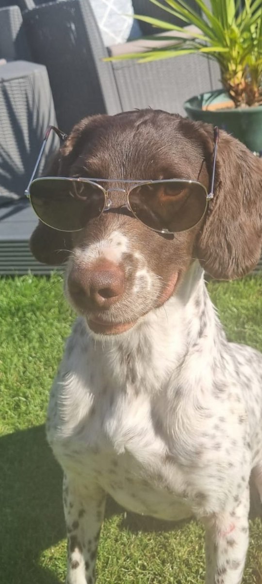 Cool and the Gang Harps 😎🐾