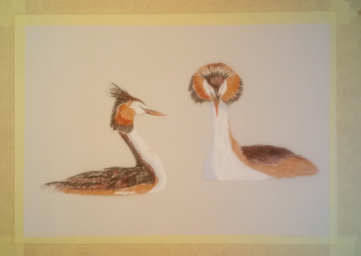 Bird__Calendar's tweet photo. Primissimo passaggio per la nuova illustrazione.
#LoSapeviChe
Gli #svassi, tra fine febbraio e marzo, si esibiscono in elaborate e affascinanti danze definite "cerimonie nuziali". https://t.co/IUsUyGPZmM