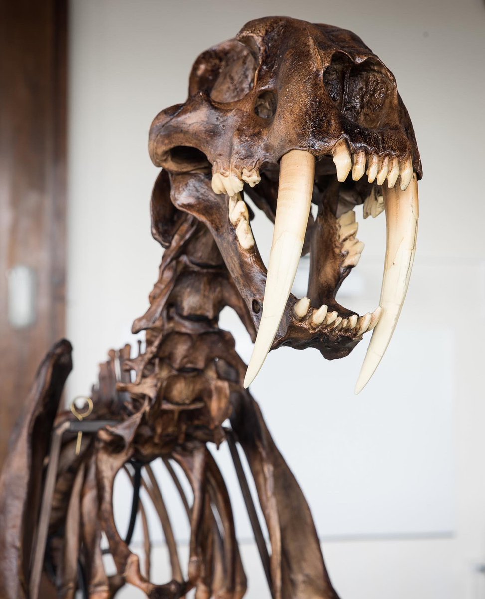 HawaiiScience's tweet image. Our exhibit hall is OPEN this Saturday 10am-2pm! Come visit Shawn the Sabertooth before he gets a little too long in the tooth! 

#FossilFriday #paleontology #HawaiiScience #museum 🐯
❤️ #museums #saturdays #Caturday