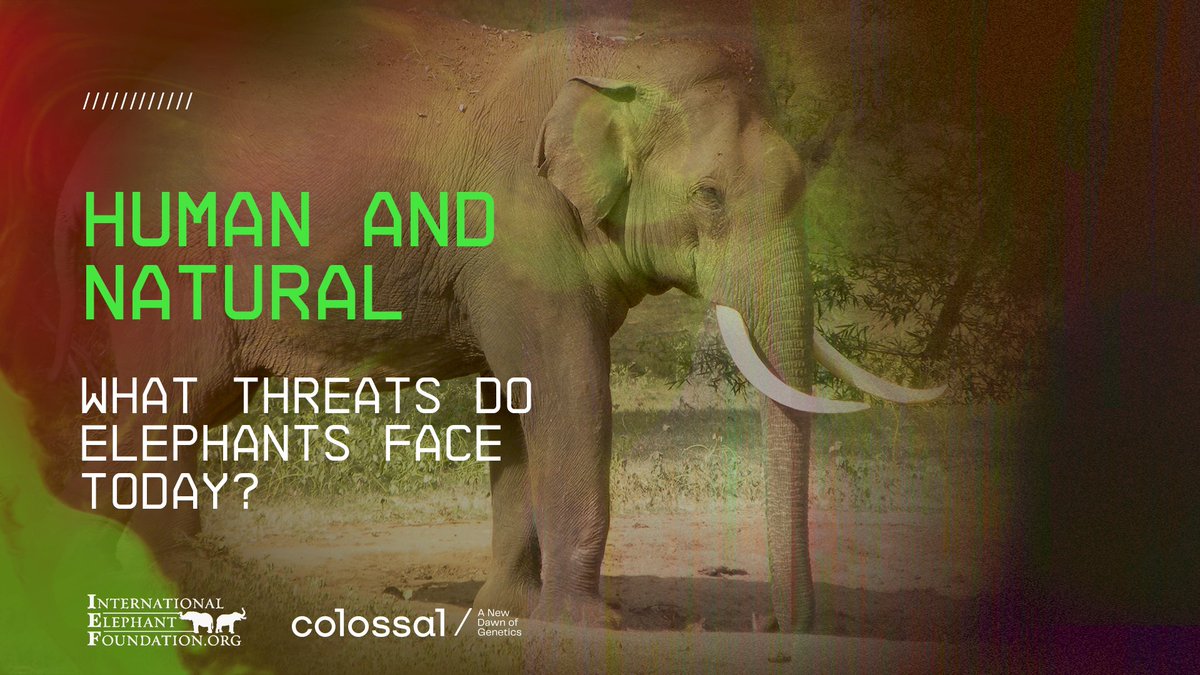colossal's tweet photo. Happy #WorldElephantDay! Every #EleFunFactFriday this #AsianElephantAwarenessMonth we’ve teamed up with @ElephantsIEF and SAFE: Saving Elephants from Extinction to help you get to know 🐘 and #conservationefforts. Learn why we are so protective of them. ⬇️ https://t.co/CYU6Y1lSGy