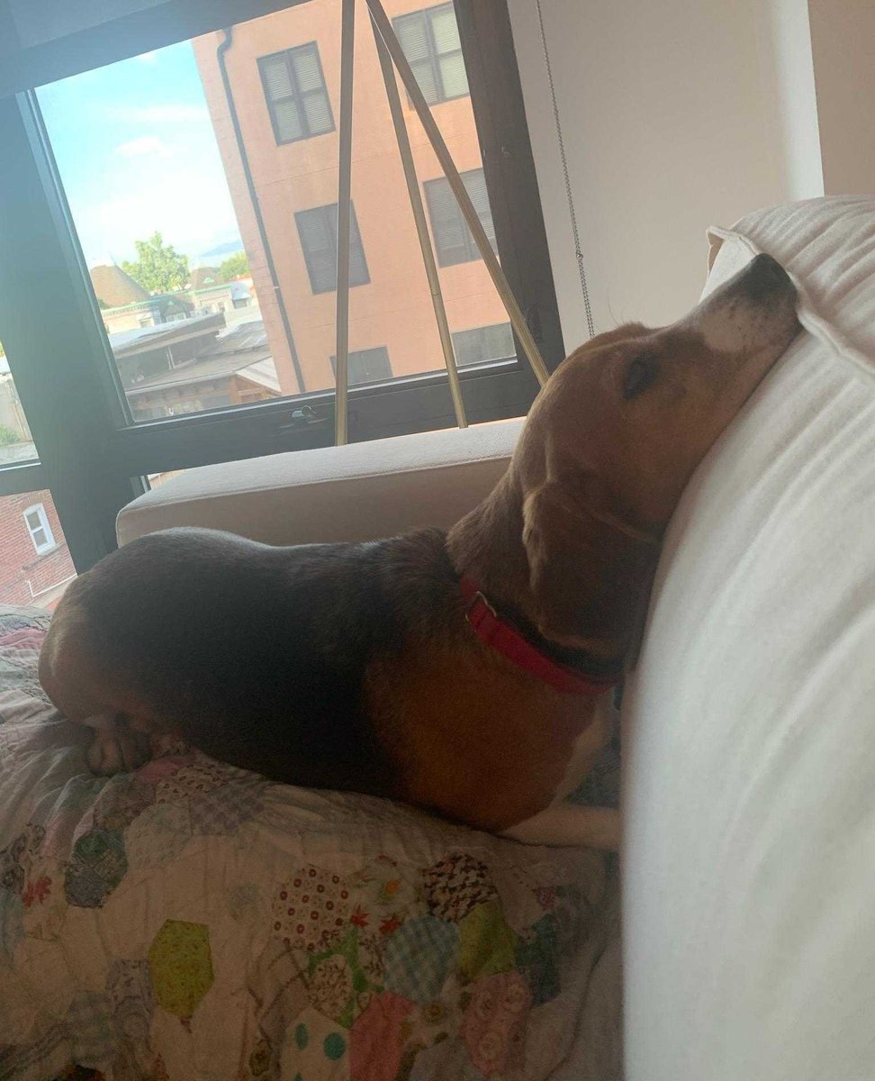 AWLAArlington's tweet photo. Our #EnvigoBeagles have been settling into their foster homes this week, and experiencing so many new things! They've played with toys for the first time, and discovered the joys of soft pillows. It is such a joy to see them learning how great life can be! https://t.co/Ilsvmx9FiY