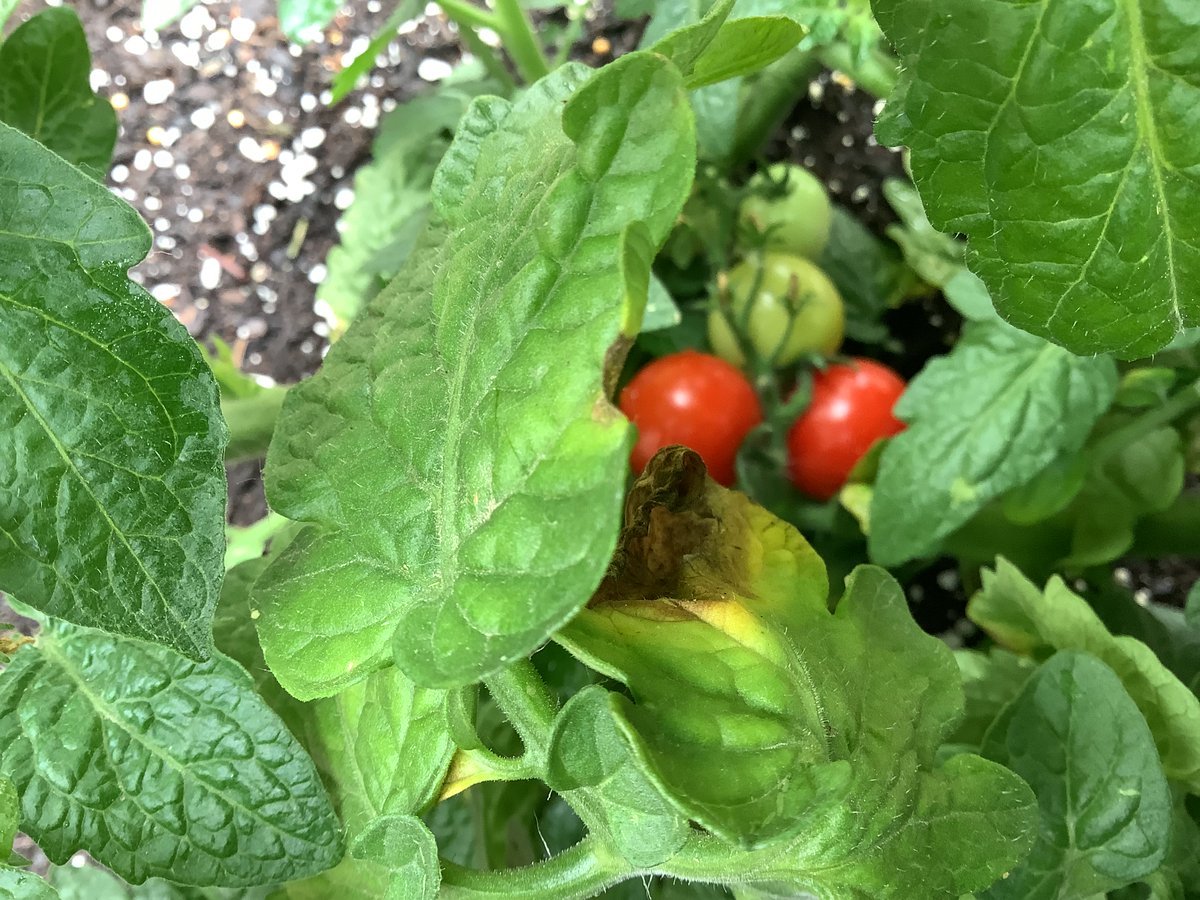 AzriaHealth's tweet photo. At #AzriaHealthRegencySquare, we harvested radishes and cherry tomatoes from our garden! There's nothing like fresh produce straight from the garden!
#AzriaHealth #Harvest #Garden #Gardener #FreshProduce #Fresh #Produce #Vegetables #Fruits #Radish #CherryTomatoes #Tomatoes https://t.co/2O1ljZb58s