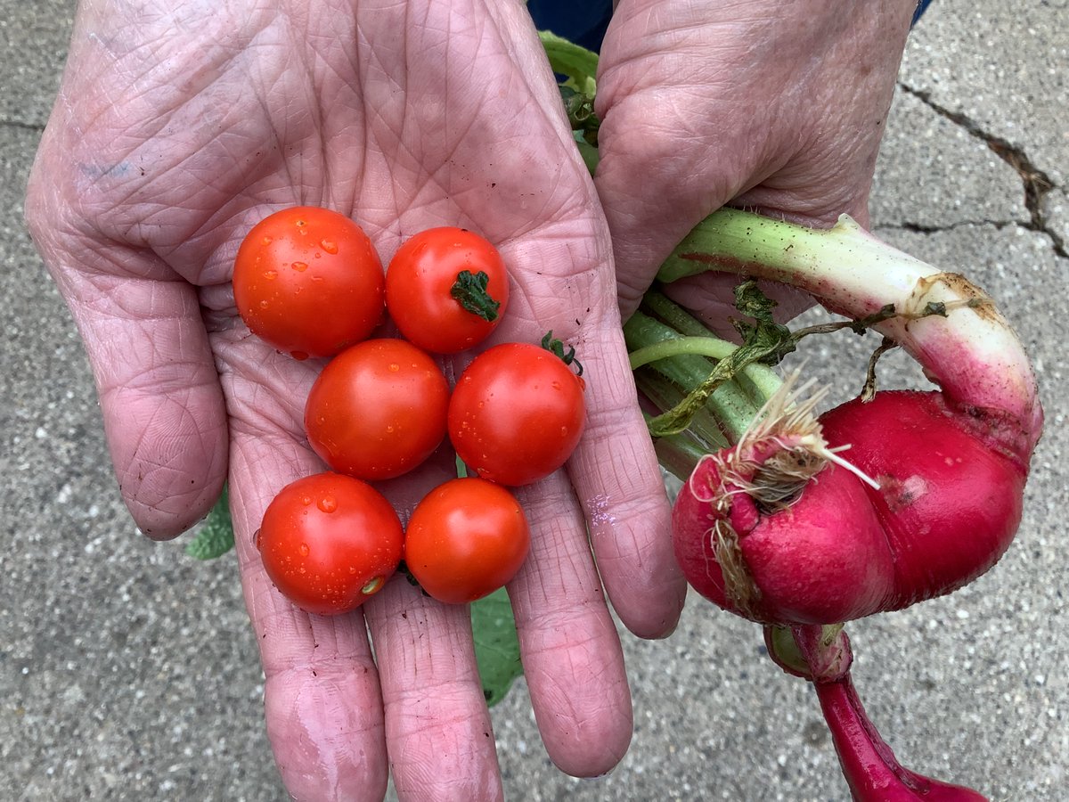 AzriaHealth's tweet photo. At #AzriaHealthRegencySquare, we harvested radishes and cherry tomatoes from our garden! There's nothing like fresh produce straight from the garden!
#AzriaHealth #Harvest #Garden #Gardener #FreshProduce #Fresh #Produce #Vegetables #Fruits #Radish #CherryTomatoes #Tomatoes https://t.co/2O1ljZb58s