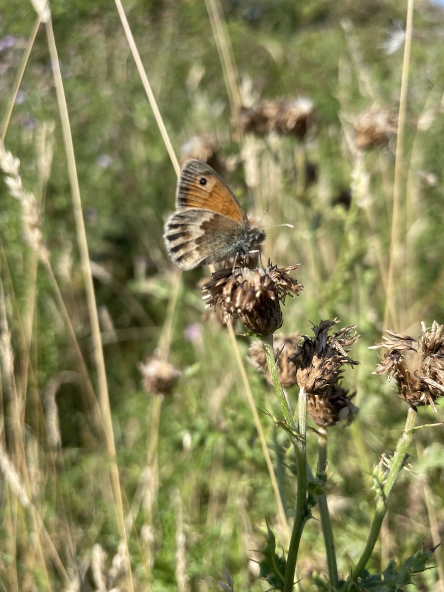 mark tutton 💙 (@marktutton25) on Twitter photo It might be ONLY a Small Heath but it is the thirtieth species I have seen within the boundaries of the City of Portsmouth. Not a bad tally for the most densely populated city outside of inner London? <a href="/HantsIWWildlife/">Hampshire & Isle of Wight Wildlife Trust</a> <a href="/HantsIoWBC/">HantsIoW BC</a> <a href="/portsmouthtoday/">Portsmouth City Council</a> It might be ONLY a Small Heath but it is the thirtieth species I have seen within the boundaries of the City of Portsmouth. Not a bad tally for the most densely populated city outside of inner London? <a href="/HantsIWWildlife/">Hampshire & Isle of Wight Wildlife Trust</a> <a href="/HantsIoWBC/">HantsIoW BC</a> <a href="/portsmouthtoday/">Portsmouth City Council</a>