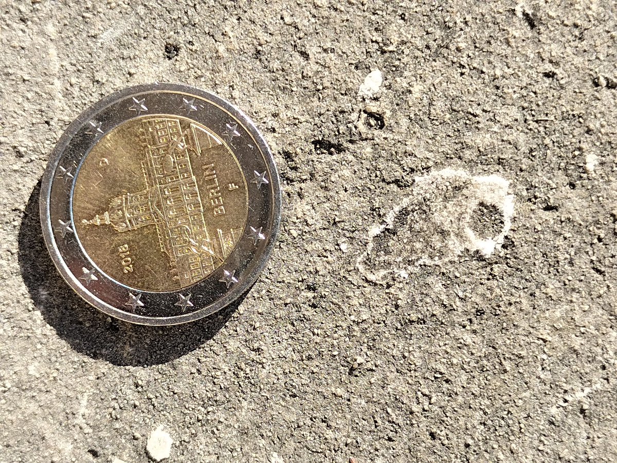 Beautiful gastropod fossils at the stairs outside the Musée de la #tapisseriedebayeux (FR) @MuseeBayeux <a href="/BayeuxOfficiel/">Ville de Bayeux</a>. Does anyone know the age, taxon? @JelleReumer @FossilesEnVille <a href="/CasarinTitouan/">Normandie terre de fossiles</a> <a href="/UrbanPalaeo/">UrbanPalaeo</a> <a href="/urban_geology/">Urban Geology</a> <a href="/Paleourbana/">Paleourbana</a> @pavementgeology #stadsfossielen