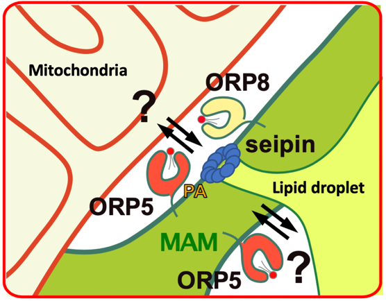 Our paper is out at <a href="/JCellBiol/">Journal of Cell Biology</a>. ORP5/8 control lipid droplet biogenesis and maintenance at mito-associated membranes (MAM), via their lipid transfer activity. MAMs recruit ORP5/8, phosphatidic acid, and seipin during lipogenesis for proper LD assembly.
rupress.org/jcb/article/do…