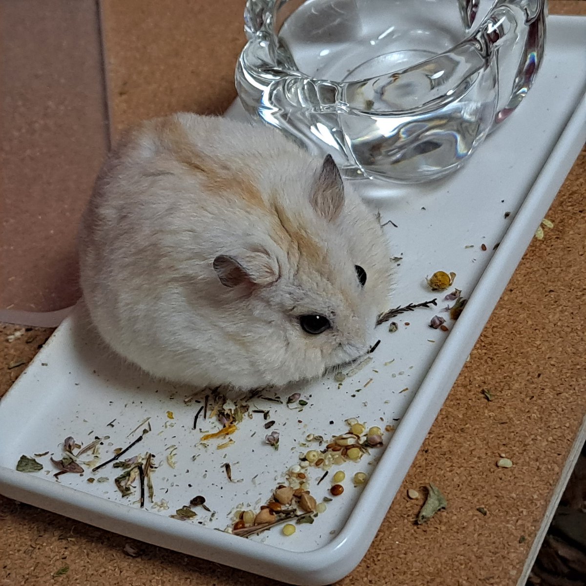 이 인절미를 어쩌면 좋지