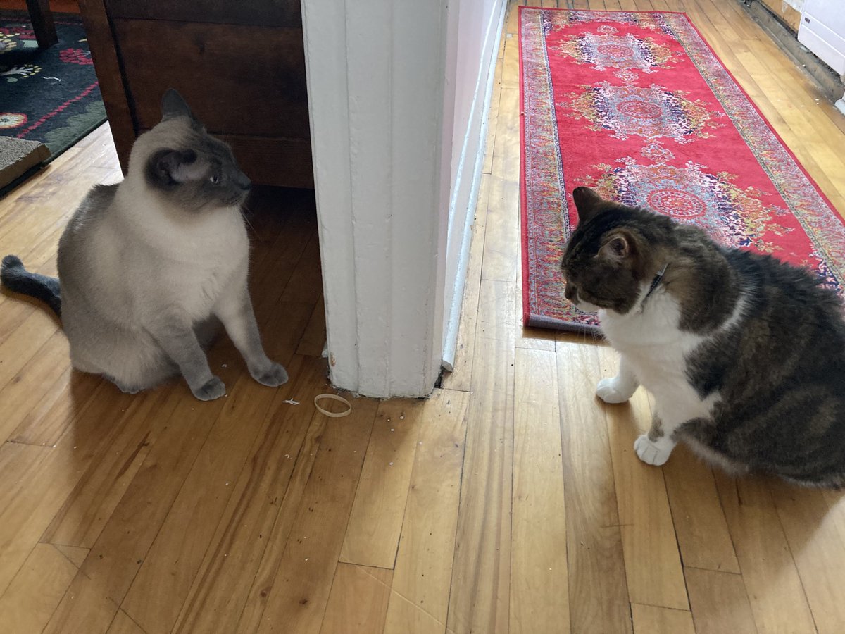 lemonthecat's tweet photo. This is happening in Montreal with Hazel and Walter. #catsitting #catsoftwitter #lovecats #catsofmontreal #rescuecats #catlady https://t.co/KOtcqE10Cd