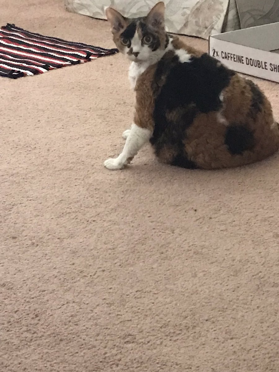 Khaleesi2915's tweet photo. What?! #surprisedcat #DevonRex #CatsOfTwitter https://t.co/SoCt8NPWFF
