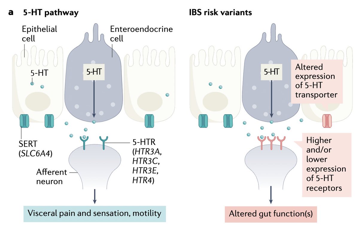 Pathophysiology of #IBS that have emerged from candidate gene studies. @NatRevGastroHep pubmed.ncbi.nlm.nih.gov/35948782/

A) SNPs in serotonin transporter and receptors: activation of excitatory and inhibitory motor and sensory neurons in the gut. 

#gitweeter #GIfellows #DGBI #MedTwitter
