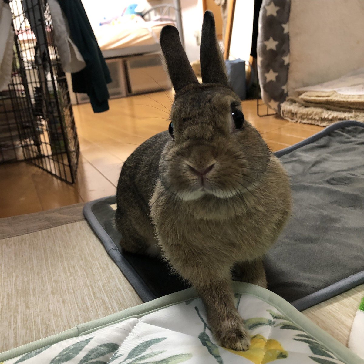 もふっ。
#うさぎ
#可愛いやつ