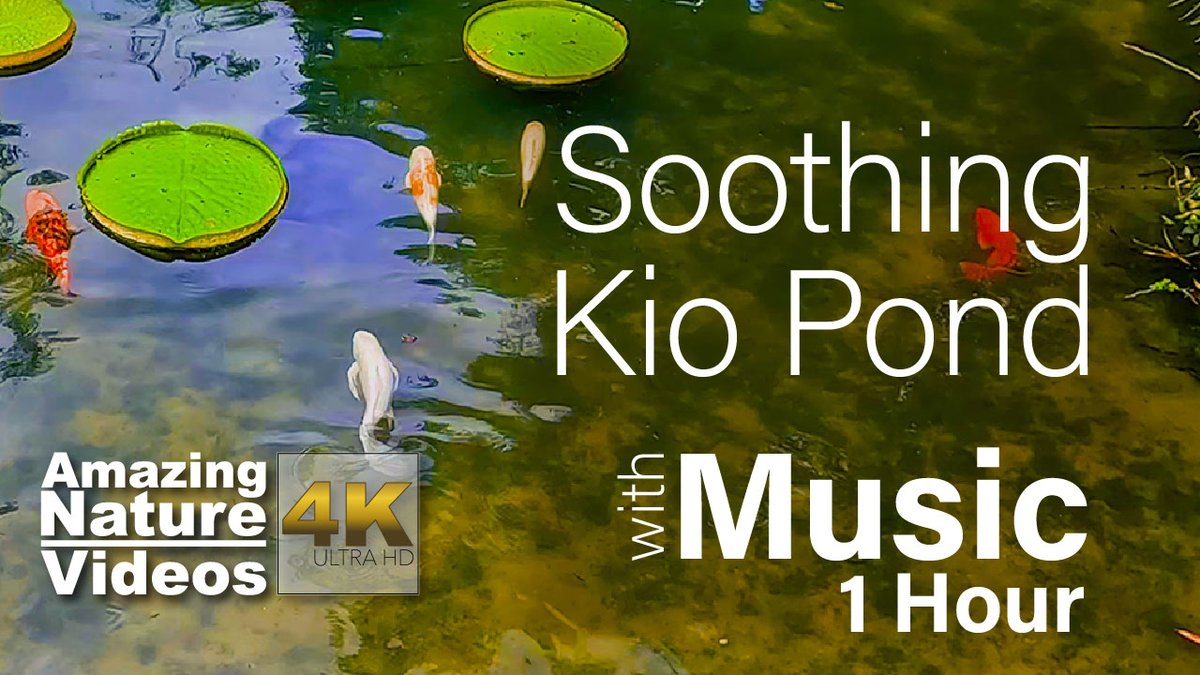 1amazingnature's tweet photo. New video today! #4k #YouTube #relaxation #video for #meditation, #yoga, or #studying. I use my videos while I'm painting as a #soothing background for #music and #ambience. I hope you enjoy these beautiful #koi fish with soothing music and #lilypads https://t.co/ceWZ2Yc5aP https://t.co/YeywYShswK