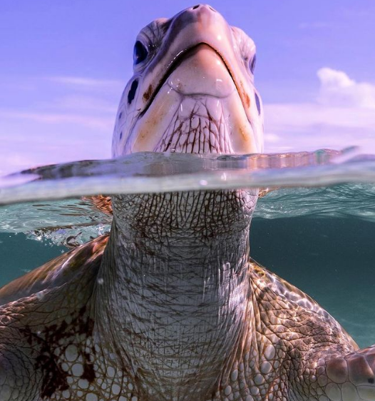 InLikeClint's tweet photo. @interne42111443 Happy #TurtleFriday! I love ya, always have! https://t.co/TZhlywOYju