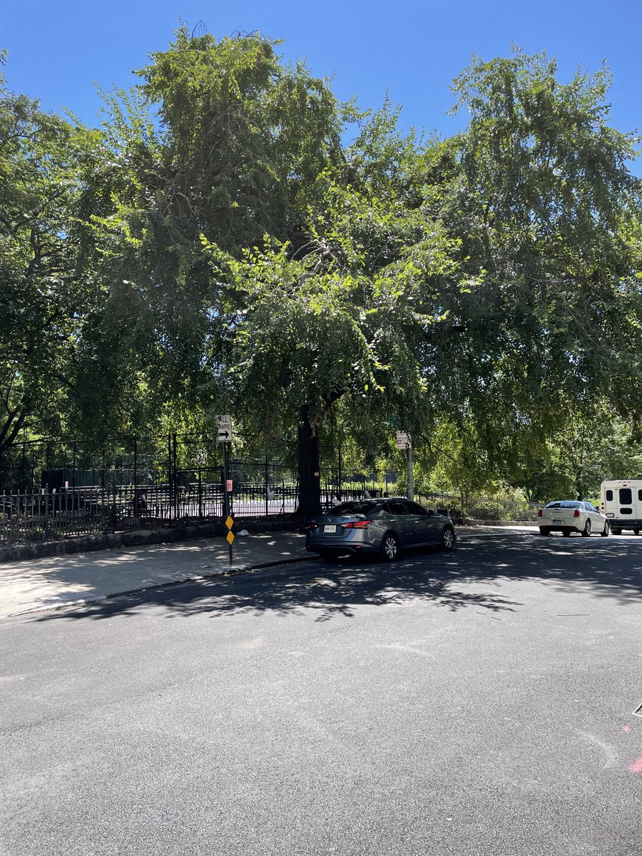 TulisMcCall's tweet photo. .⁦@BrianLehrer⁩ #bltrees #bltree Here is my tree. An American elm at the corner of West 129 and Saint Nicholas Terrace. She is doing quite well in spite of the drought as you can see. https://t.co/cthpmxRq1z