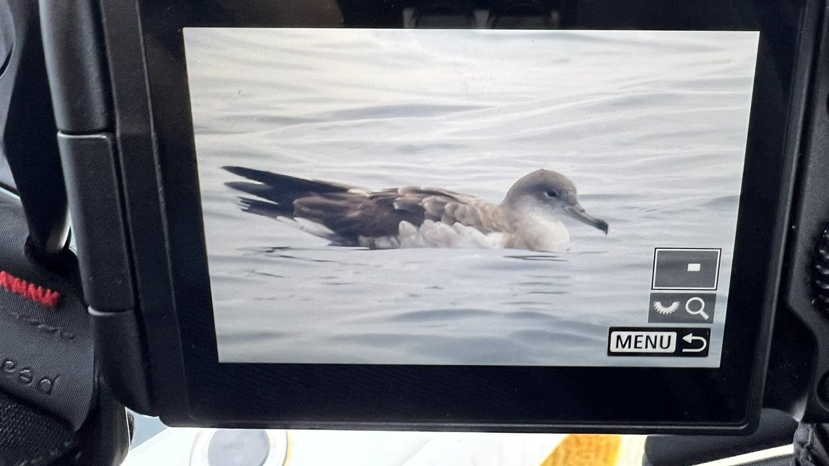 CAPE VERDE SHEARWATER offshore of Chatham, Massachusetts this morning. First Mass and apparent 2nd North American record. Killer spot by Jeremiah Trimble on our little boat of 5.

I’ll talk about the discovery and identification live on Sunday 14 August at twitch.tv/thebirdsguy
