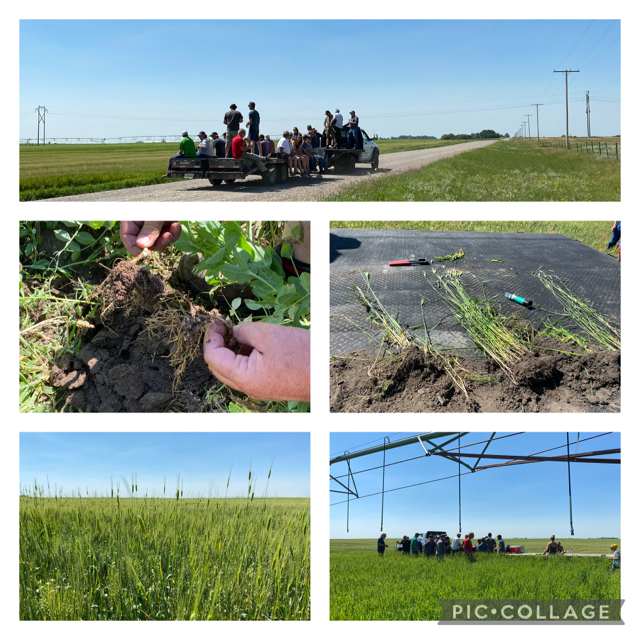 BTYRCanada's tweet photo. It was a great day for a fieldwalk!
Thank you to the Boot family for hosting and everyone that came out!
#abcsofsoilhealth #backtoyourroots #soilhealthmatters #brixhigh https://t.co/YcrIwJLaho