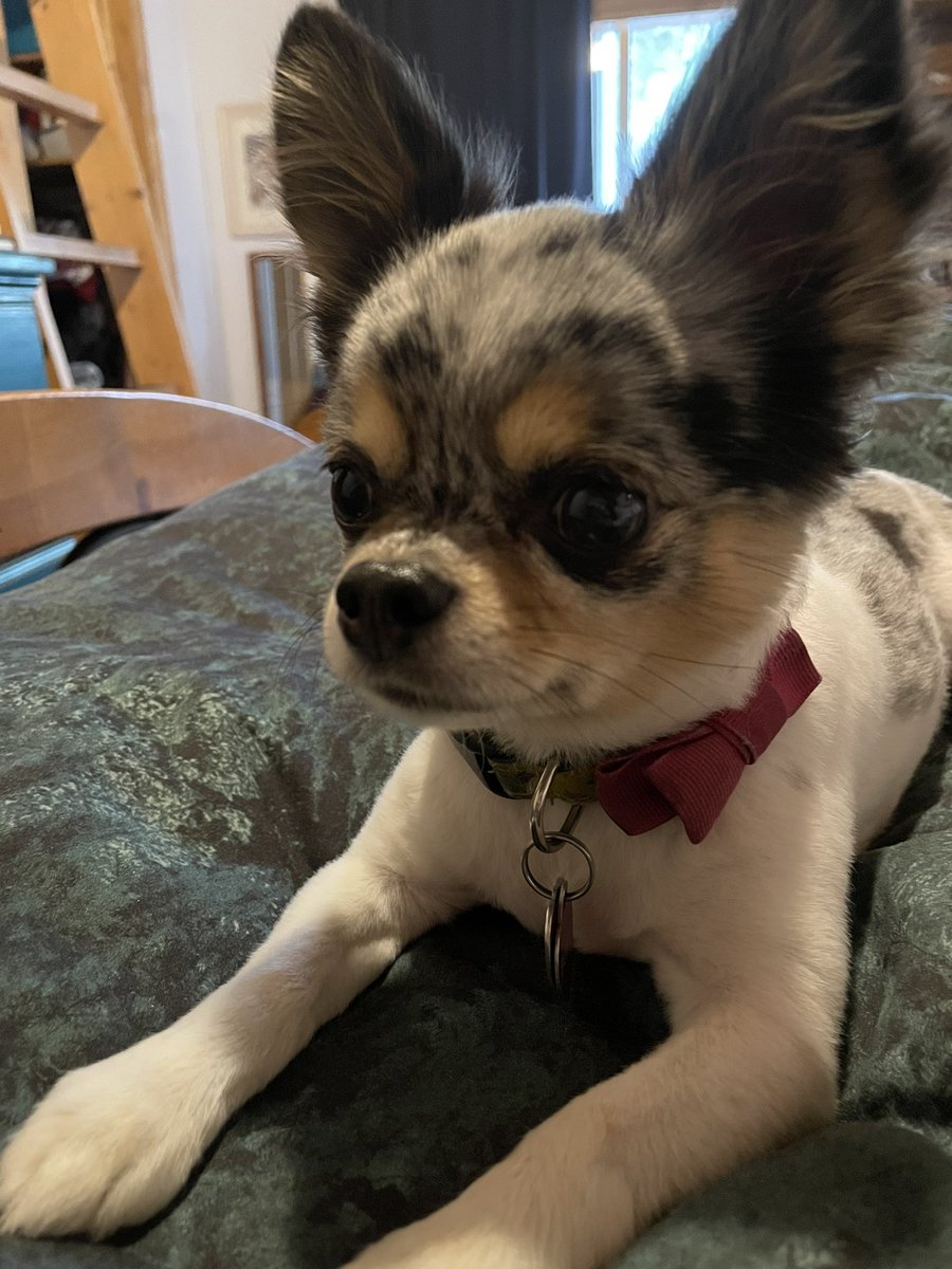 hirschikiss's tweet photo. At home with Buffy listening to the presenters @LUWriters online for #Quills2022 writers conference. https://t.co/0eXnbUJyc2