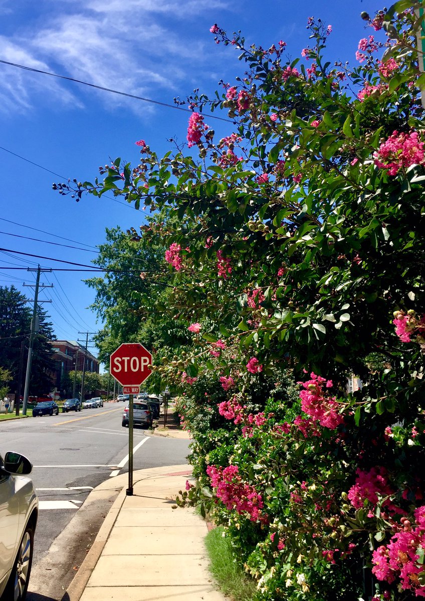 HobanGirl's tweet photo. Brief breakaway to tend to DYI following yesterday’s trek to ACE. Some girls frequent nail salons, some prefer hardware stores.💁♀️ Guilty! Snapped pics tho’. #OldTown #Alexandria #QueenSt #FranklinSt — love the small hometown yet urbane vibe https://t.co/MAl58IHBVG