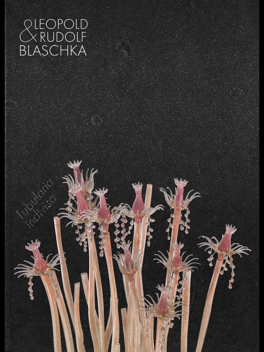 Blaschkas’ Sea Creatures are really cool. So cool I made some posters. 

Discover the depth of coolness here: atlasobscura.com/articles/the-d…