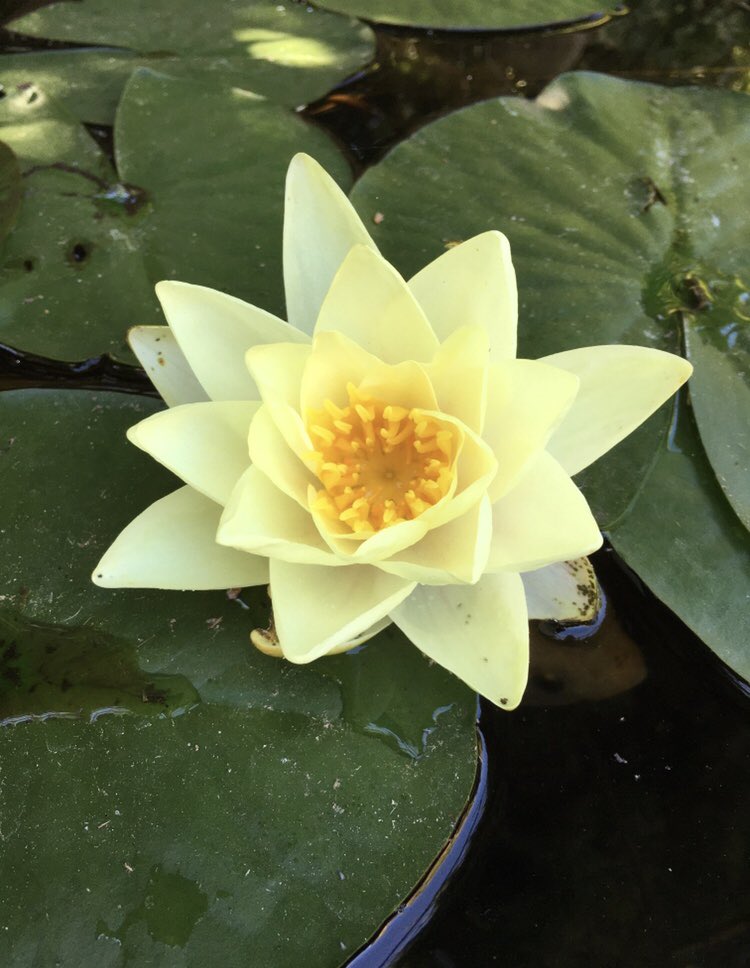 Lovely yellow waterlily