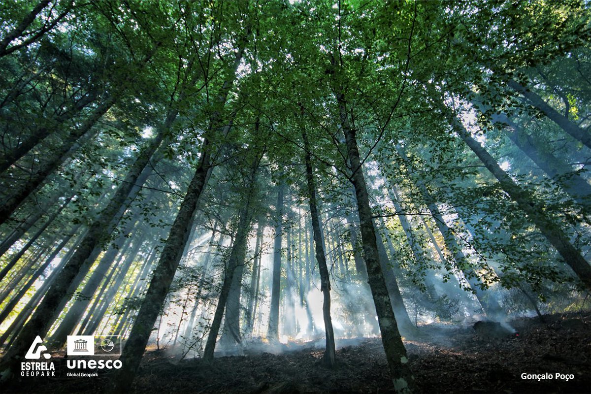 EstrelaGeopark's tweet photo. The green that the Beeches trees continue to show, after the devastating fire that devastated / devastates the Estrela Geopark, symbolizes the resilience of this territory and the strength of its heritage and its people. Estrela continues to be our Mountain, a unique territory https://t.co/lJaeuVZ9rU