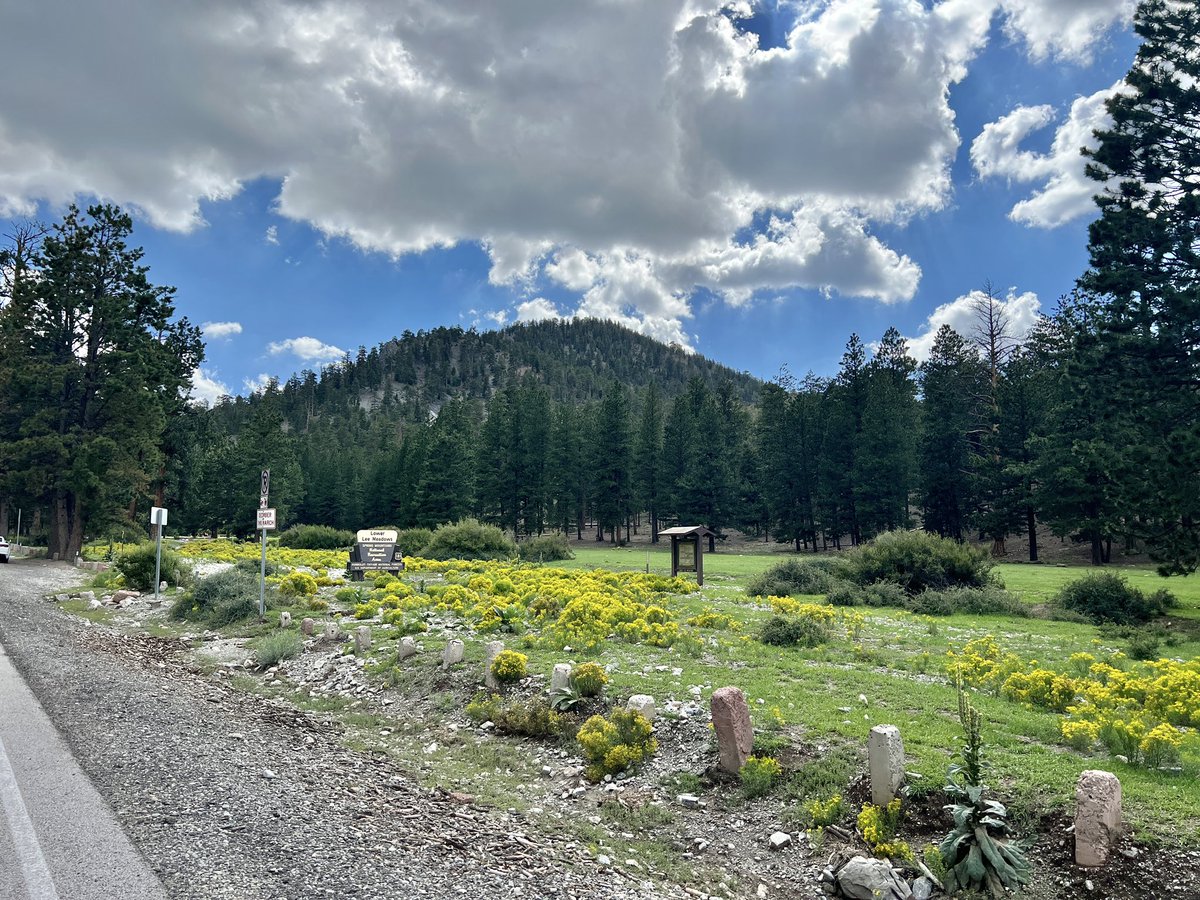Go Mt. Charleston tweet media