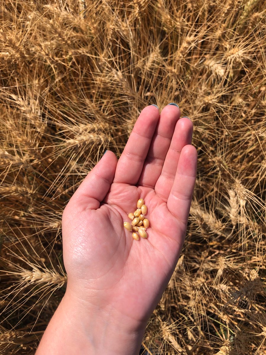 It wouldn’t have been a proper takeover if I didn’t mention #irrigation mgmt at least once! Water is off but we are still tracking soil #moisture and crop stage. This #cwrs is soft dough. I hope you enjoyed the week in #RichardsonPioneer #Bowisland-Ashley. 
 #cropwatch #scout22