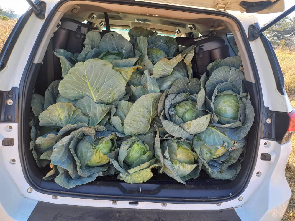 YandaniBoko's tweet photo. I spent most of my day in Mmaphashalala today dropping off cabbages for my constituents. It is our wish as the UDC that every Motswana lives a decent life,until then we shal donate the little we have and get from our friends.
Happy Friday. 🌻 https://t.co/r6eKLv16PH
