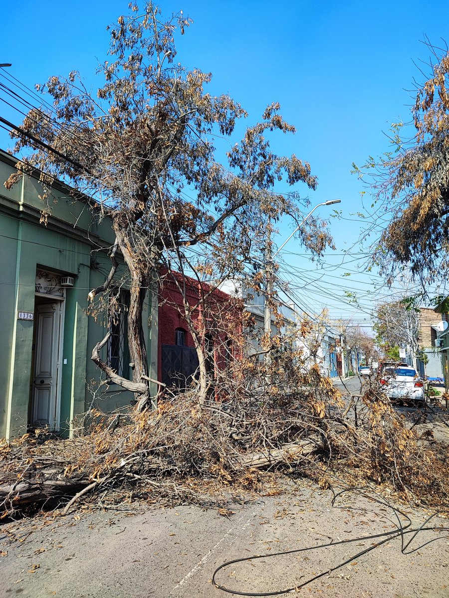 rolanalvarez's tweet image. #BarrioMattaSur Los árboles se están cayendo en el barrio y nos están dejando sin energía cada semana. El @muni_stgo  @iraciHassler debe mejorar su gestión respecto al tema..falta monitoreo del estado actual de cada árbol en la ciudad.  @EnelClientesCL  favor reponer el servicio.
