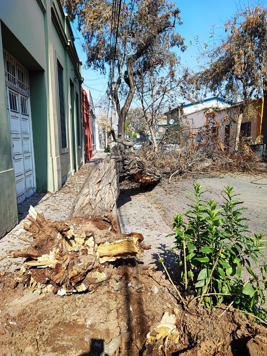 rolanalvarez's tweet image. #BarrioMattaSur Los árboles se están cayendo en el barrio y nos están dejando sin energía cada semana. El @muni_stgo  @iraciHassler debe mejorar su gestión respecto al tema..falta monitoreo del estado actual de cada árbol en la ciudad.  @EnelClientesCL  favor reponer el servicio.