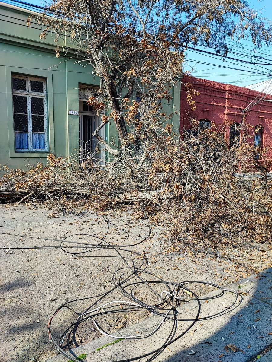 rolanalvarez's tweet image. #BarrioMattaSur Los árboles se están cayendo en el barrio y nos están dejando sin energía cada semana. El @muni_stgo  @iraciHassler debe mejorar su gestión respecto al tema..falta monitoreo del estado actual de cada árbol en la ciudad.  @EnelClientesCL  favor reponer el servicio.