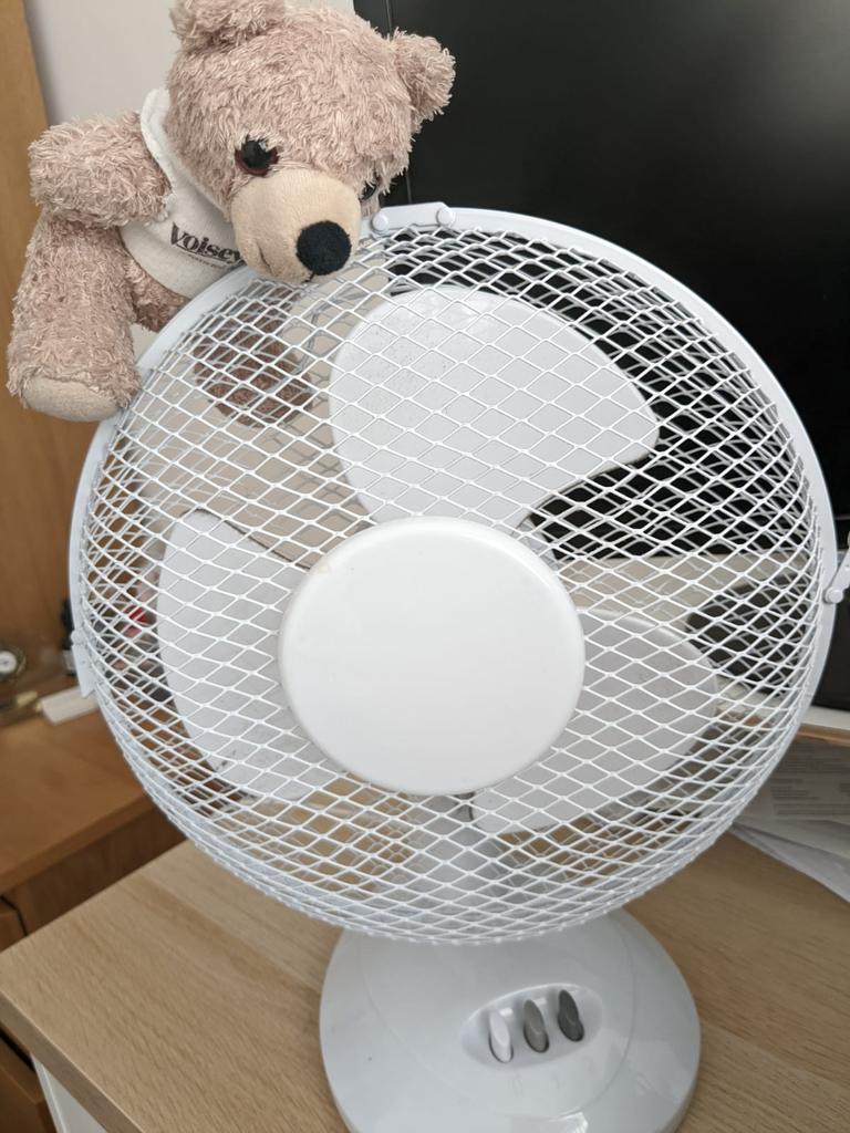 Voisey_and_Co's tweet photo. Bertie doesn't need to go abroad for the sun this weekend. However, he is staying next to the fan for the foreseeable, he hopes everyone manages to stay cool and has a nice weekend! 🌞🌞

#SweatyBear #HotBearSummer #Heatwave https://t.co/guuNvRHAOp