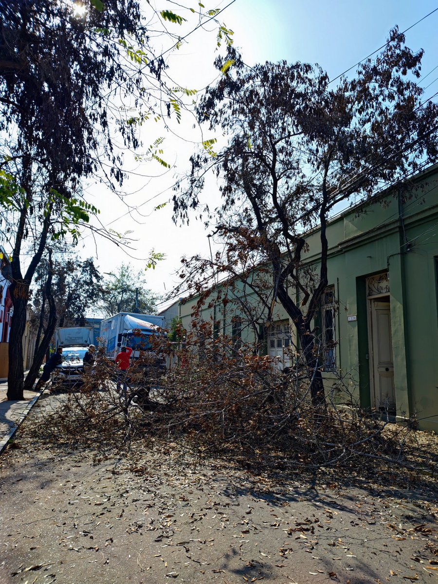 rolanalvarez's tweet image. #BarrioMattaSur Los árboles se están cayendo en el barrio y nos están dejando sin energía cada semana. El @muni_stgo  @iraciHassler debe mejorar su gestión respecto al tema..falta monitoreo del estado actual de cada árbol en la ciudad.  @EnelClientesCL  favor reponer el servicio.